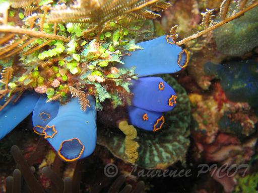 Ascidie bleue -  Rhopalaea spp.JPG